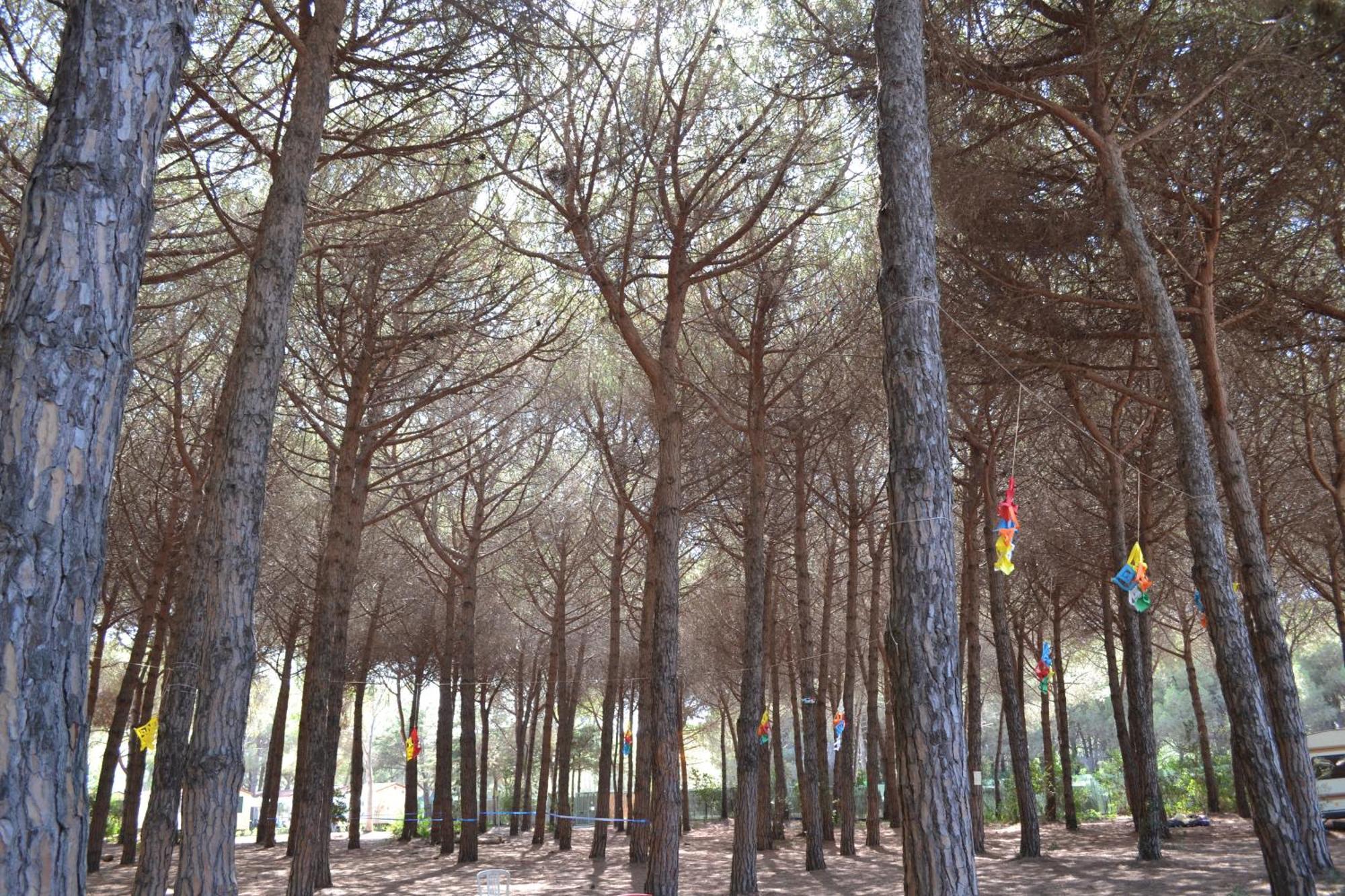 Giannella Camping Orbetello Ngoại thất bức ảnh